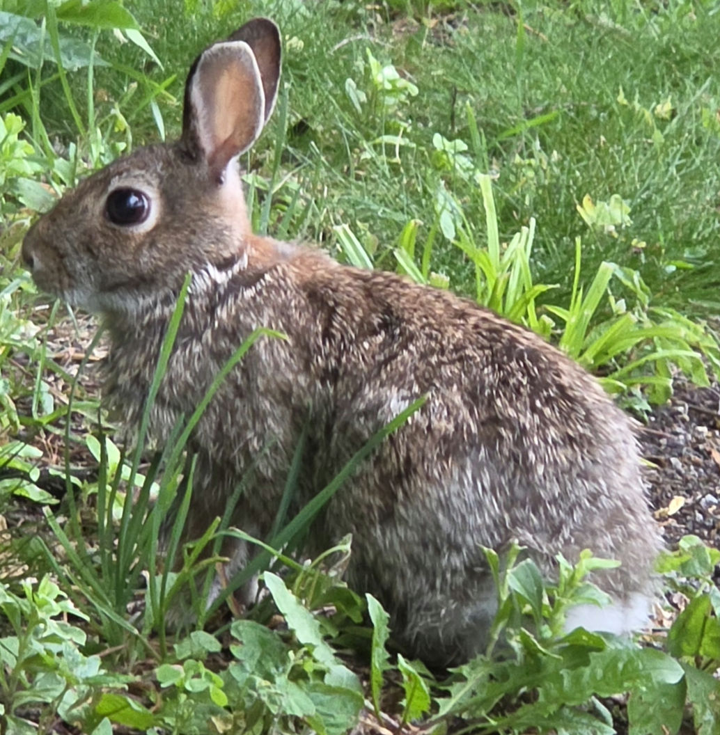 this bunny I see today was very scare but! it safe