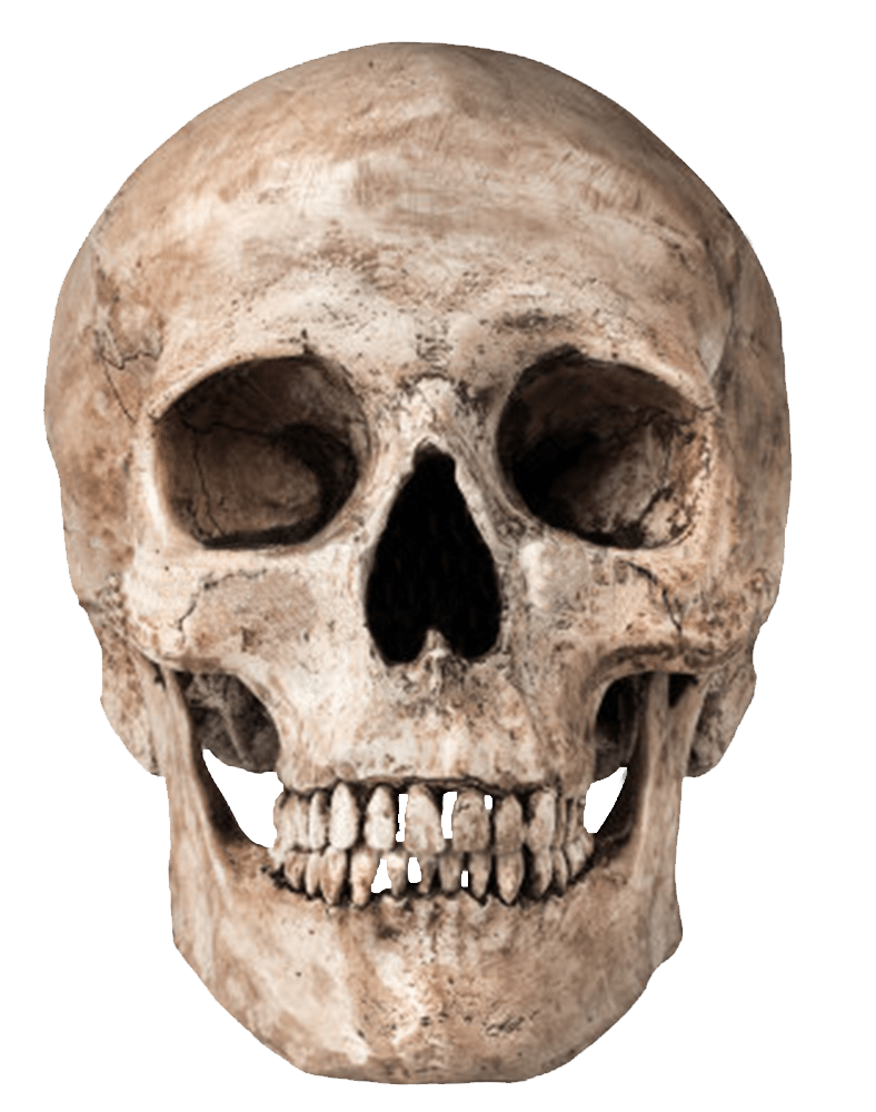 Ever notice how skulls all secretly smile? That means you're smiling al the time too!