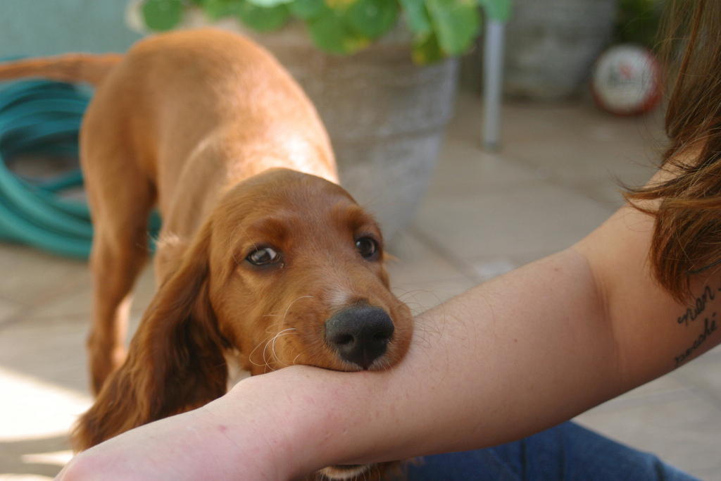 A dog barks three times and then bites your arm. The dog will not let go until you translate the three barks into Japanese.