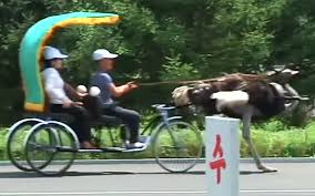 In Pyongyang you can get a ride in an ostrich cart