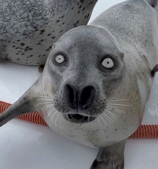 the face you make