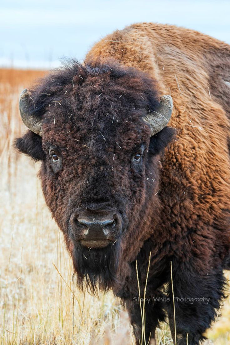 Buffalo buffalo buffalo buffalo buffalo buffalo buffalo buffalo buffalo buffalo buffalo buffalo buffalo buffalo buffalo buffalo buffalo buffalo buffalo buffalo buffalo buffalo buffalo buffalo buffalo buffalo buffalo buffalo buffalo buffalo buffalo buffalo buffalo