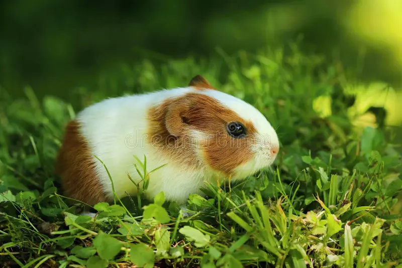 It isn't easy being a cuy rat, it's a life of continuous feasting, skip one meal and it might be your last. You'll never know when you'll beep your last squeak, one noise too loud might silence you for all of eternity. It's a life that deals with shit daily, literally, metaphorically & chewably.
