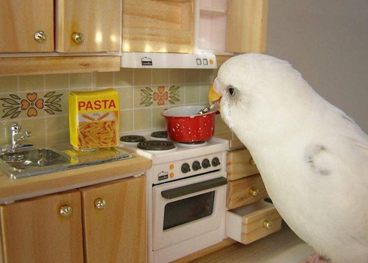 Japanese Bird Cooking Spaghetti