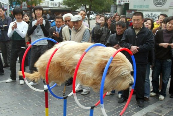 japanese dog jumping through five hoops