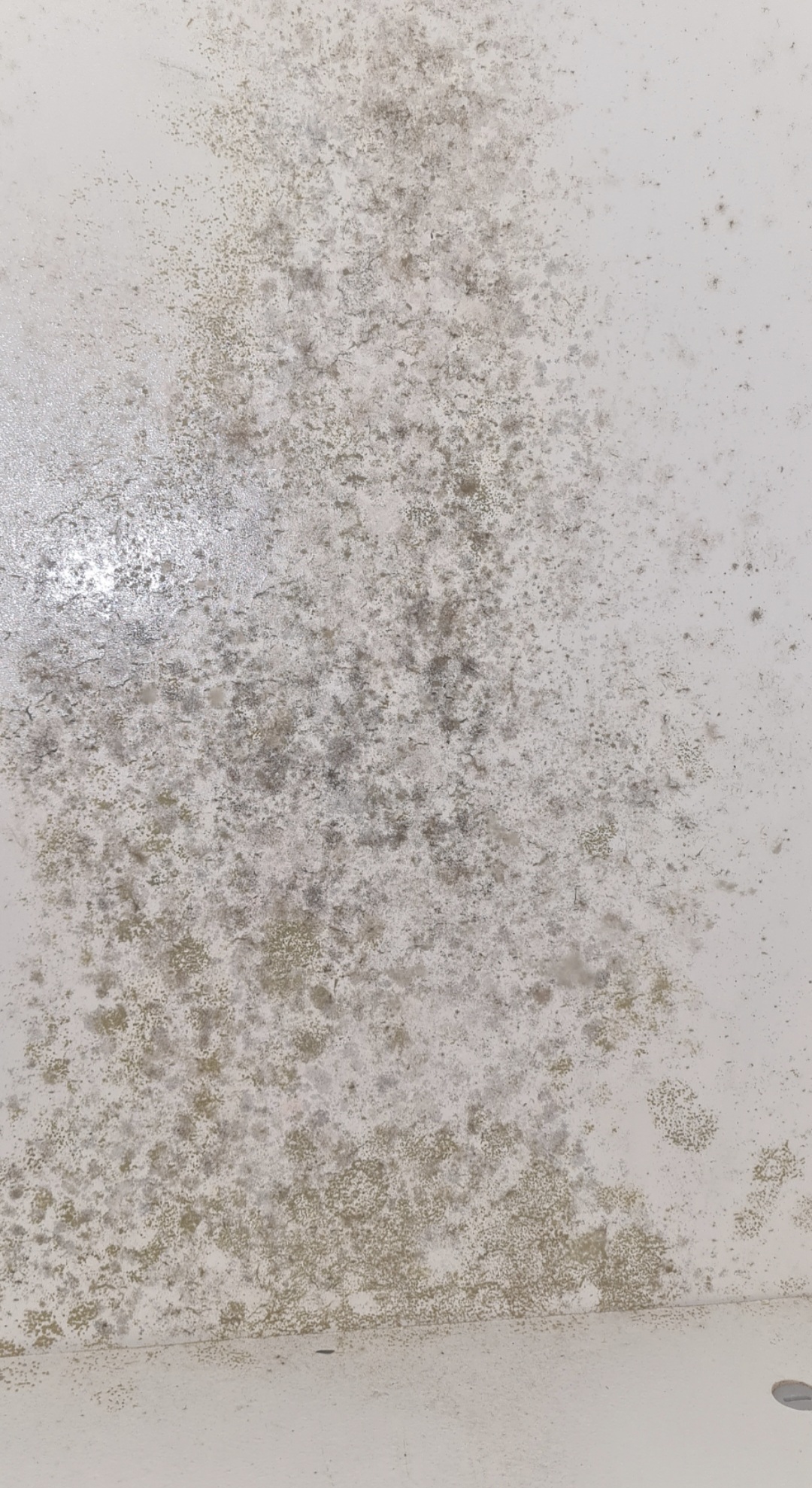 It turns out I have even more mold right in my closet! It's actually sad because this furniture is pretty expensive,,, but it's for science!