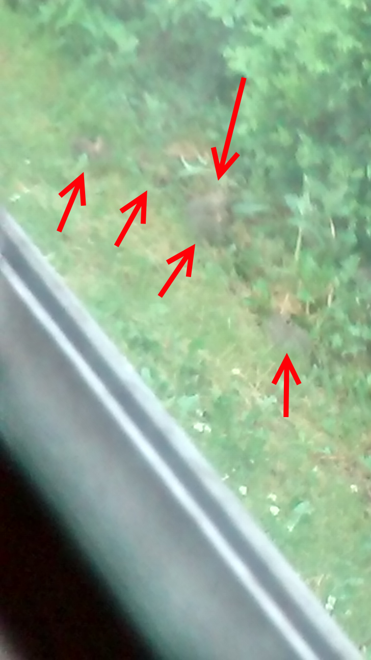 Baby bunnies are enjoying their small lifes. This is so precious. I love them so much. かわいいですね