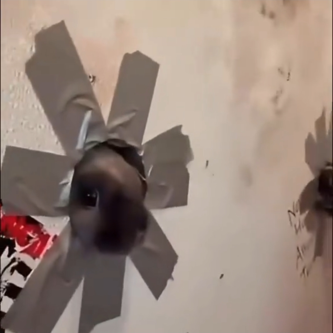 a bunny in the gloryhole
