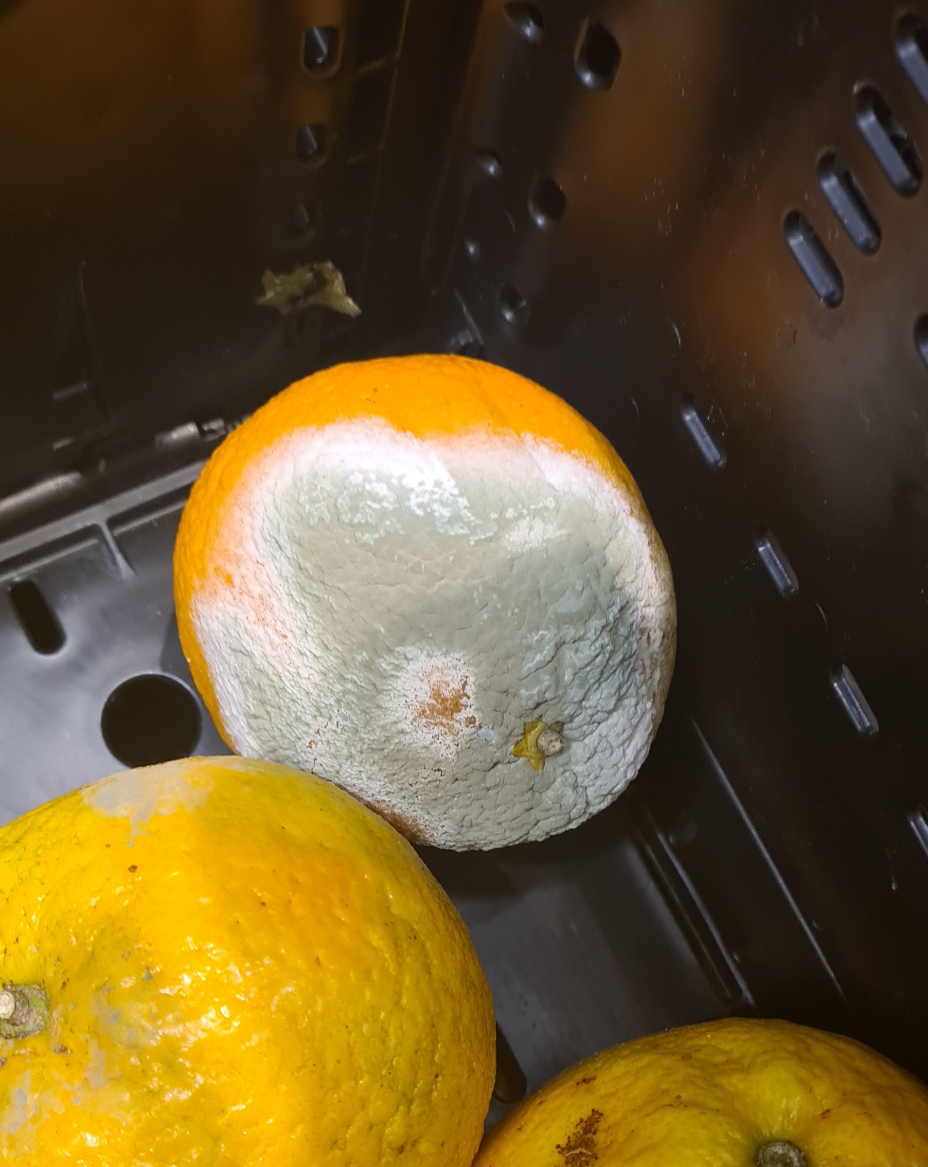It looks like a little mold decided to escape from my room and settle on an orange in one of the stores!