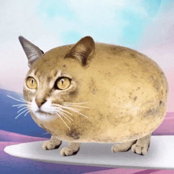 Lole what's the deal with this new catato meme?