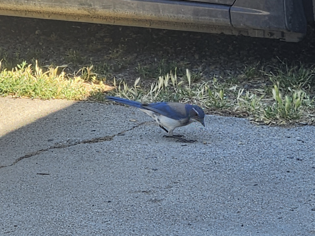 POST A BIRD NOW