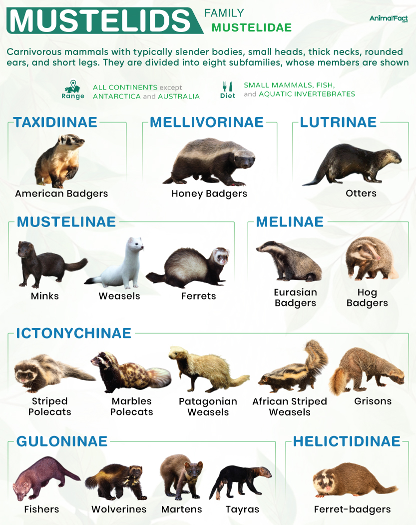 Mustelids