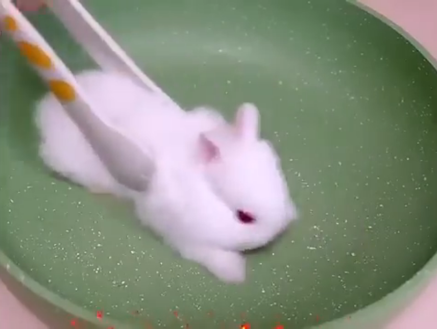 cook the bunny