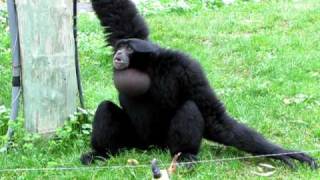 o macaco cantador