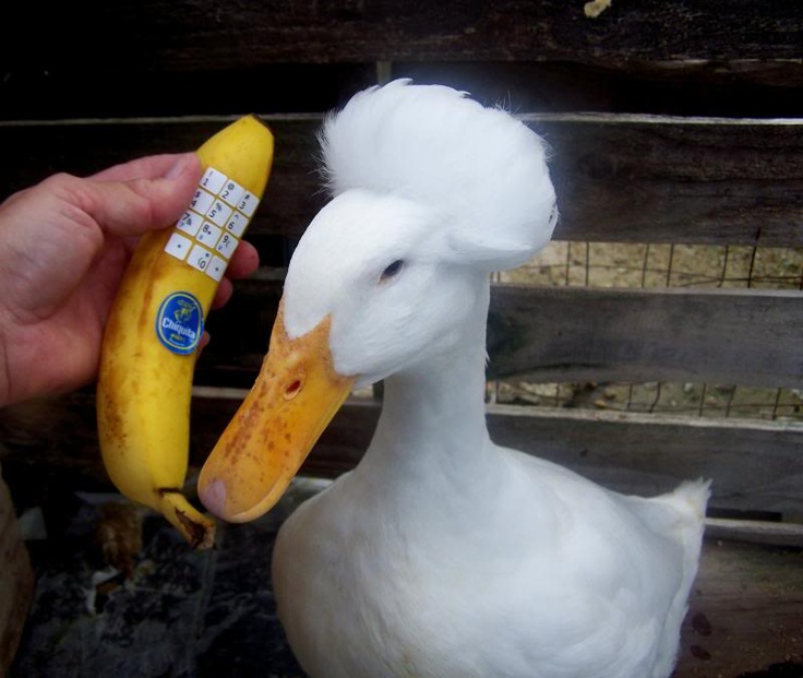 duck on da phon