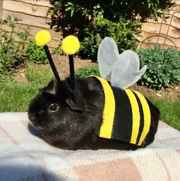 buzz or whatever