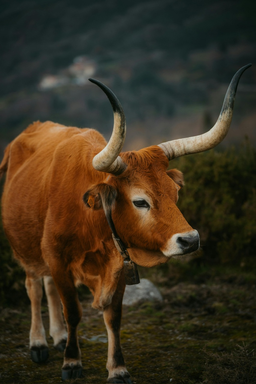 What animal is this?