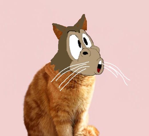 Introducing Soda the funny cat