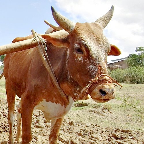 [s4s] is the perfect place to moo