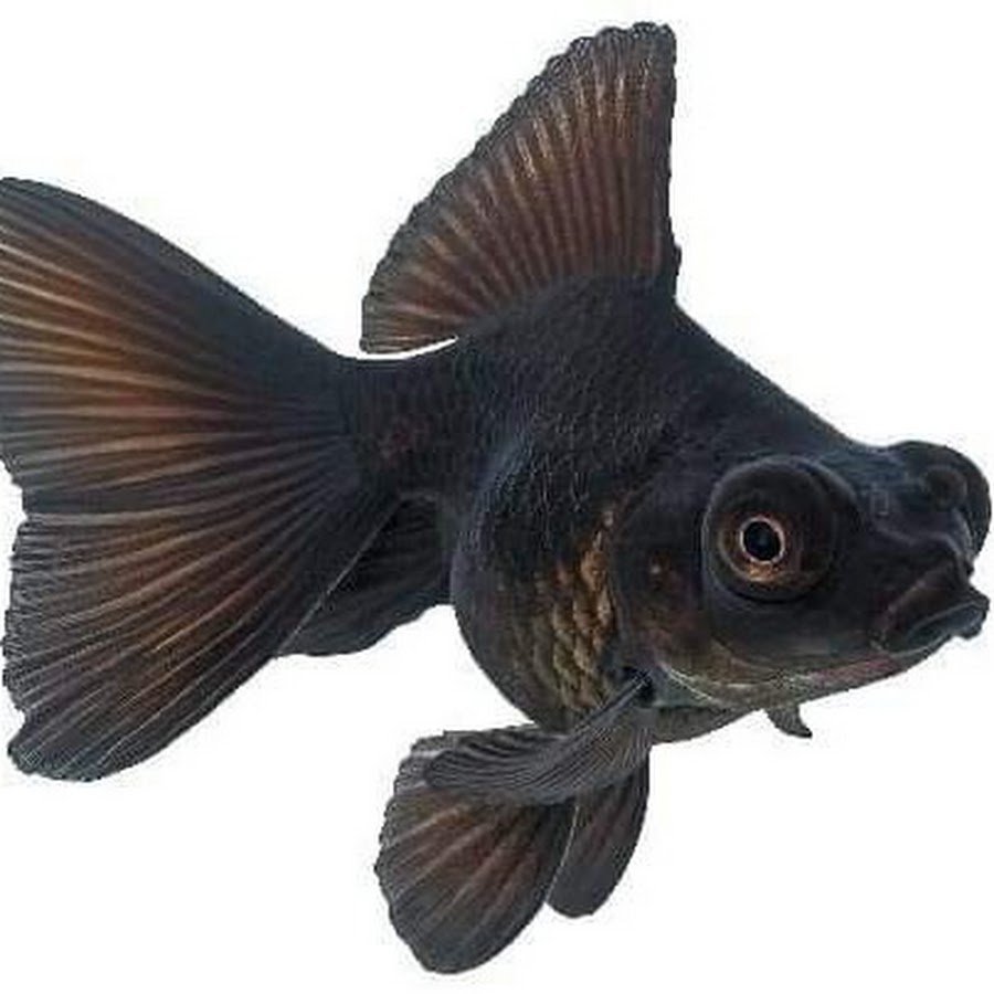 Telescope fish (it's super cool)