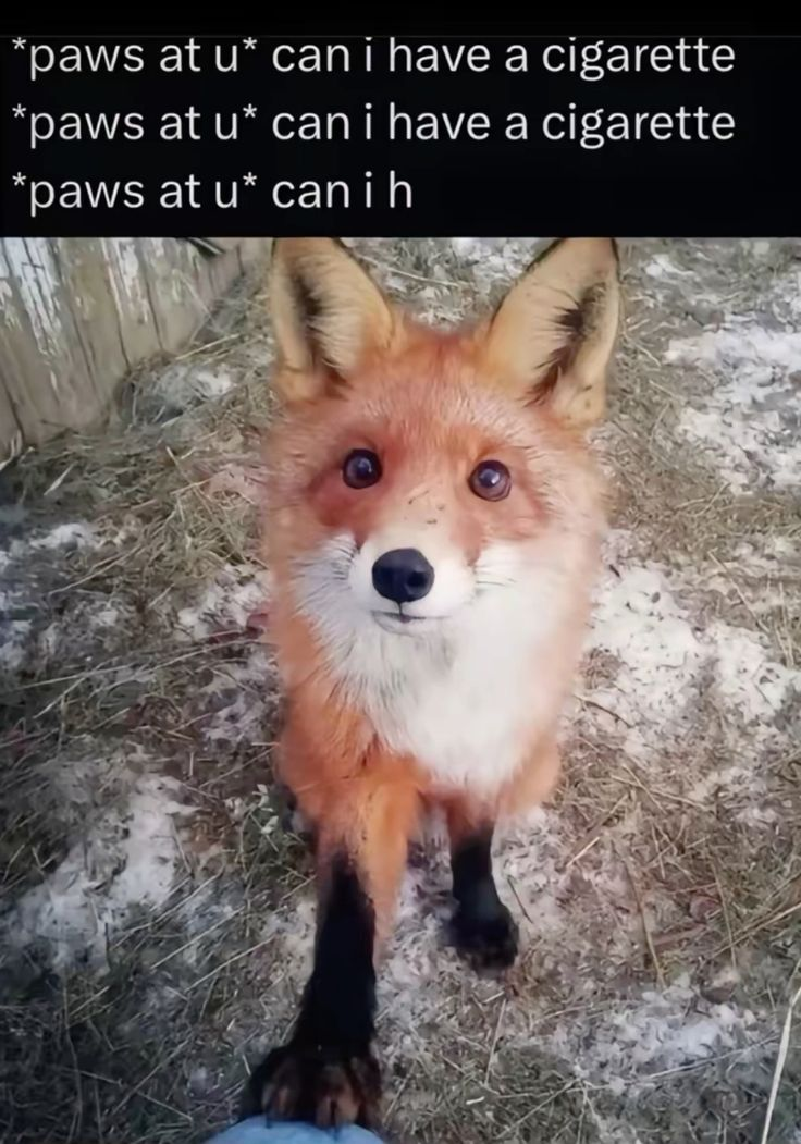 yipee!!! i learned how to hand roll cigs!!!