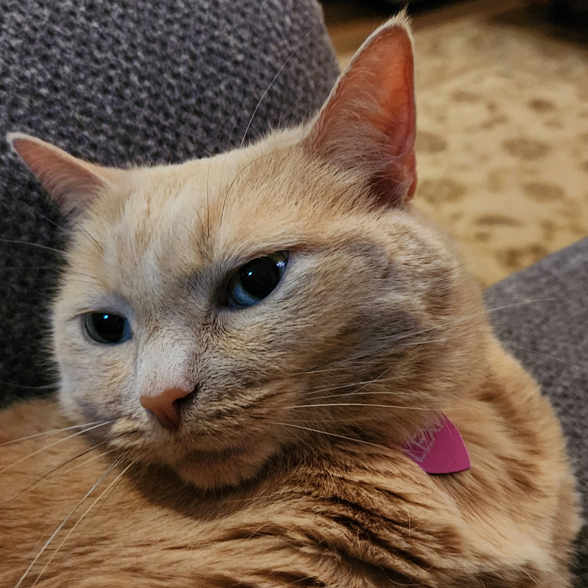 New year (Gregorian calendar) Lexi immediately