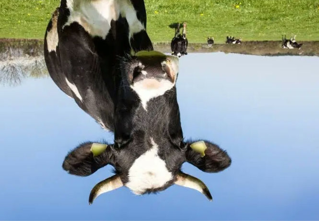 new lifehack: if you flip the word COMFORT upside down, it looks like cowlabi. Try it now