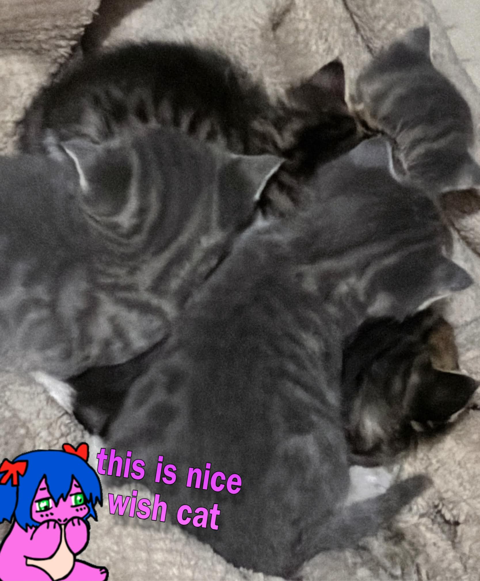 wish posted cads on tje wishcord!!