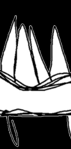 `∆^∆