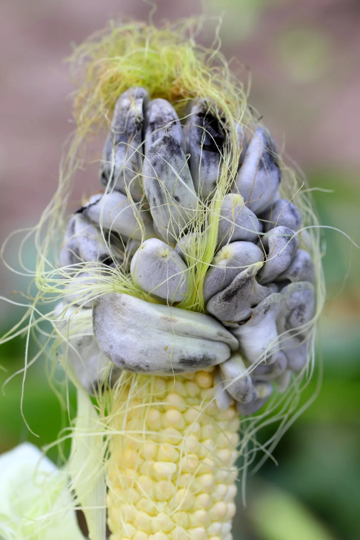 I love looking at gray corn
