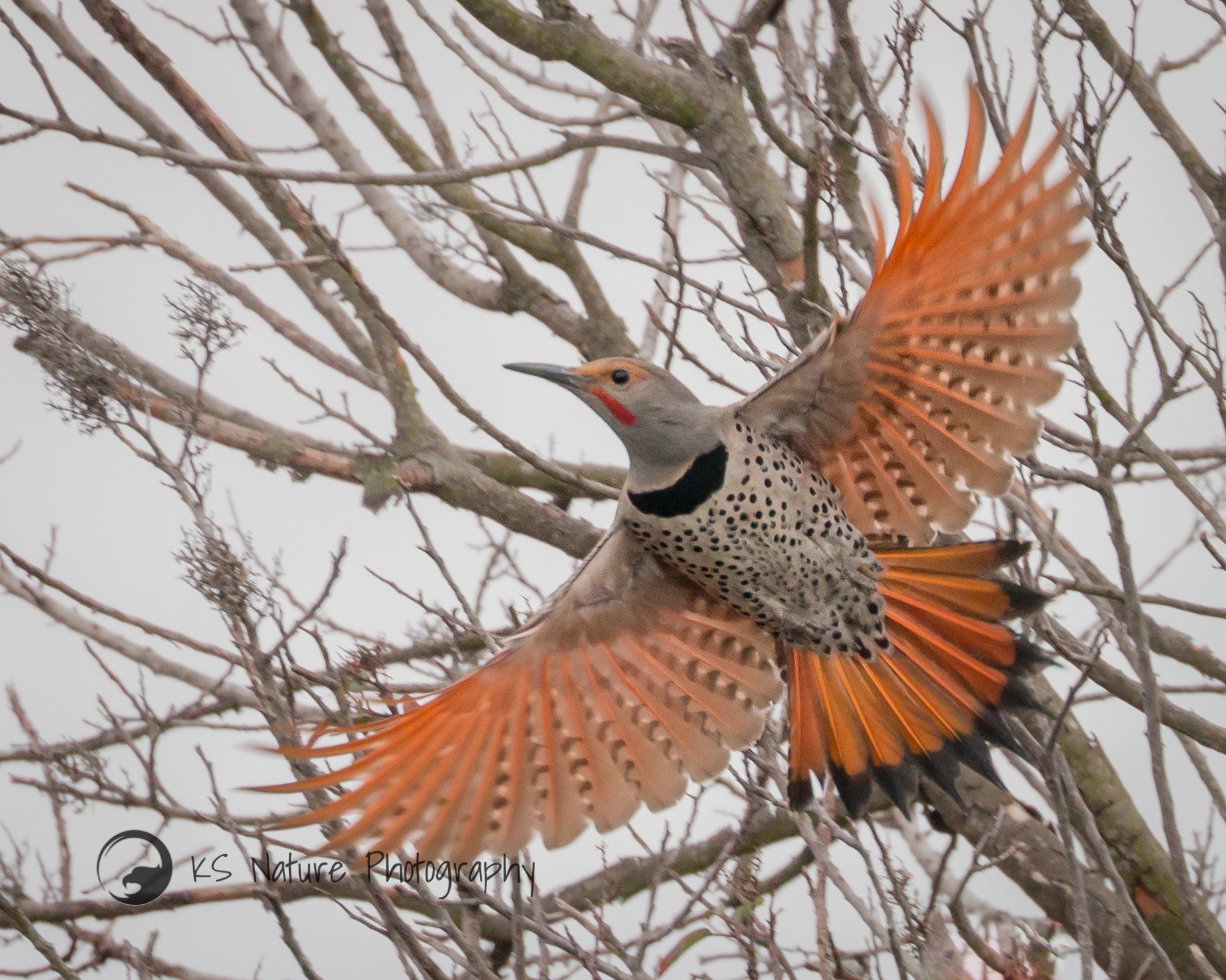 is this bird (northern flicker) important? what about birds in general, are they all important, or just some? are they UNimportant??